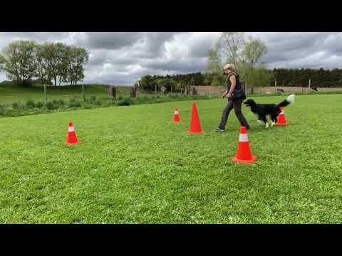 Agility Foundation -  5 Cone Game