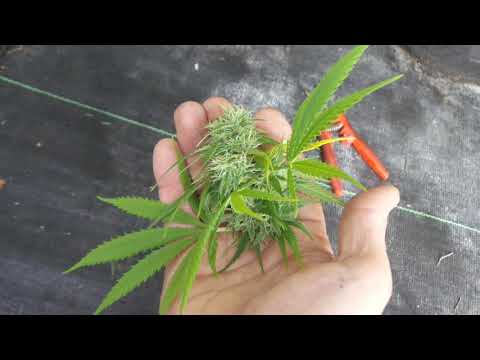 Bud rot! How to deal. Lucas Gardens