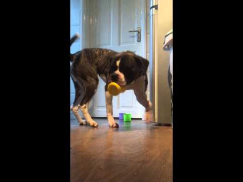 Emma Gunary clicker training. Excited rescue dog learning to stack cups. Assistance dog trick