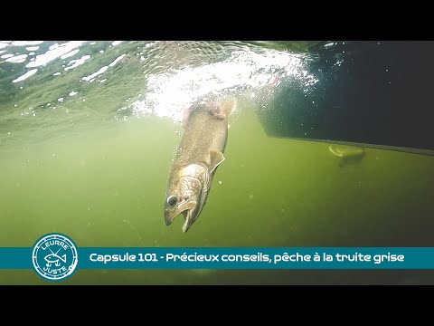 Capsule 101 - Précieux conseils, pêche à la truite grise
