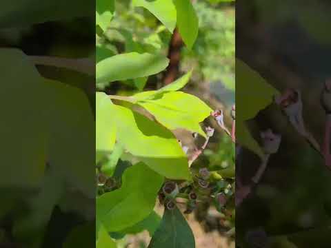 園芸 まさにオリジナルの果樹「メイベリー」