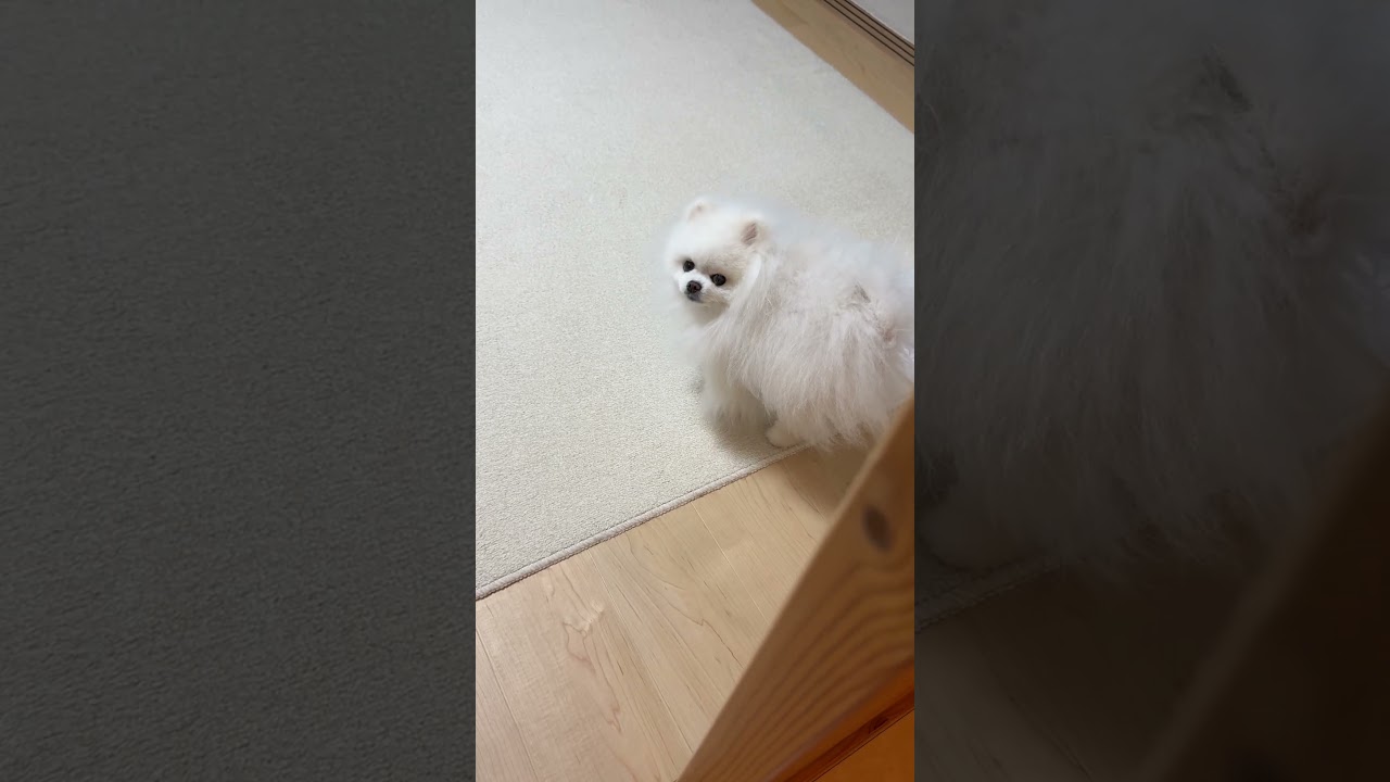 お風呂上がりの飼い主を待っていたポメラニアン