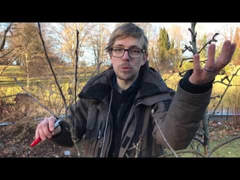 Beskärning av äppelträd – grunderna