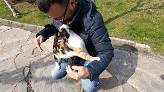 bu kadar rahat kedi görmedim..... BAHÇEŞEHİR ŞELALE PARK 4K UHD.. #yürüyüş #doğa
