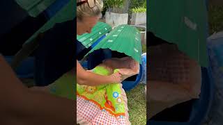 These street dogs have never had their own beds, but we wanted to change that #dogshorts #dogs
