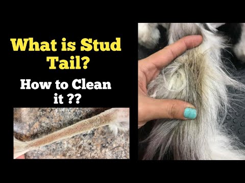 How to Clean Stud Tail In Cats - YouTube