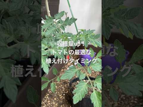 トマトに最適な肥料は何ですか?土壌を豊かにし、成長させるためのおばあちゃんの 7 つのヒント  庭園