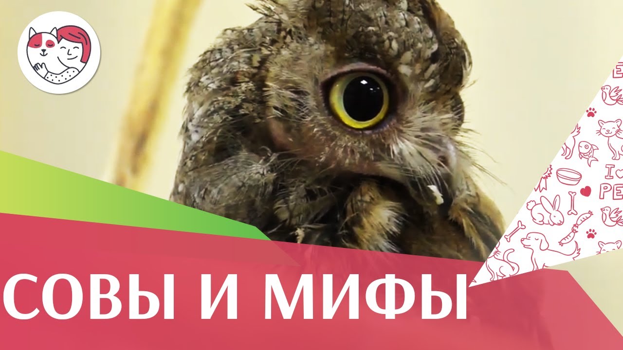 5 самых популярных мифов о совах на ilikepet