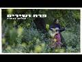 Talya Danzig - Flower and Songs