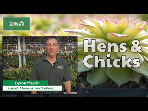 Hens and Chicks Plant ~ How to Grow and Care for 'Gold Nugget' Hens and Chicks