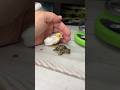 What Weighs More Baby Tortoise Or Baby Bird Shorts