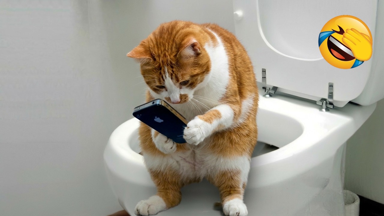 おもしろい猫と犬が大爆笑させます 😂