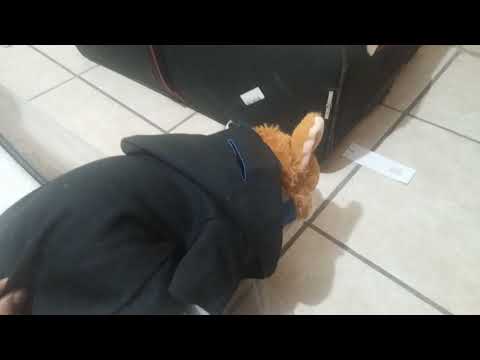 Perro se escapa a jugar XBOX #stopmotion #perros #mascotas