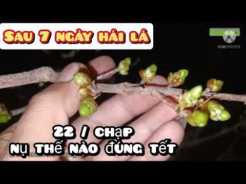 chăm sóc Mai Vàng sau khi hái lá | sau 7 ngày hái lá - điều chỉnh kịp tết
