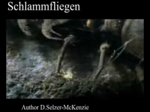 Schlammfliegen Tiere Animals Natur SelMcKenzie Selzer-McKenzie