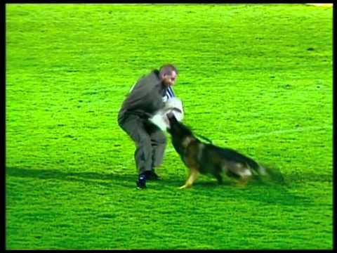 Dog Channel TV is working on the WUSV-WM 2012 (Austria, Steyr)