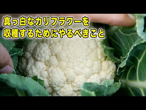 園芸 カリフラワー、生、調理済み、季節を問わず