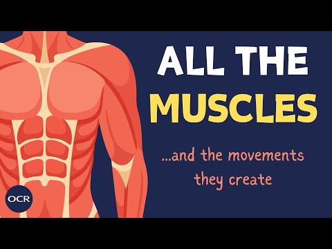 Location of major muscle groups - OCR GCSE PE - Muscular System (1.2)