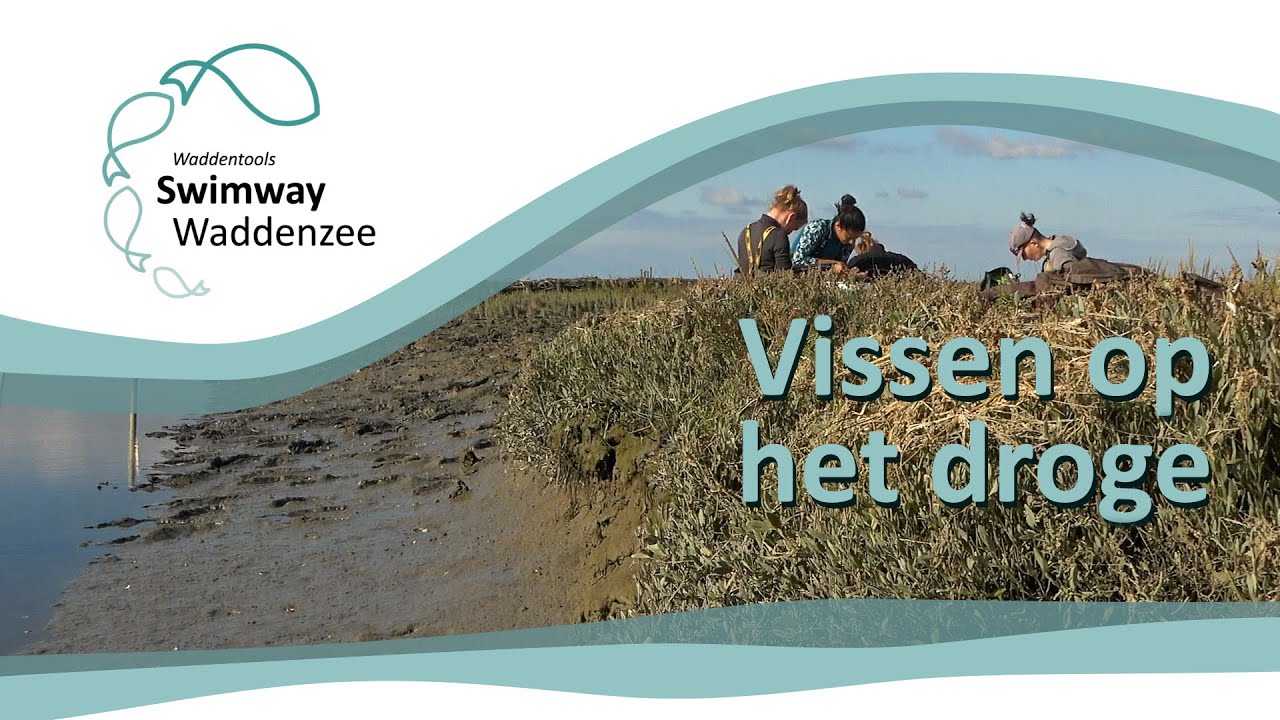 SWIMWAY WADDENZEE | Fishes on dry land