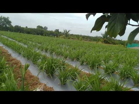 Sugandharaja cultivation ( tuberose )