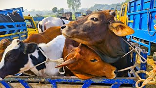 Download Lagu cow unloading, cow videos, cow video, animal, cow, big cow, goru hamba cow, Ep-90 Thumbnail