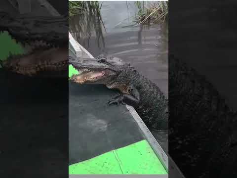 La natura a volte non è come ci aspettiamo!😱🐊😱🐊😱🐊#shorts  #tensione  #elettricità