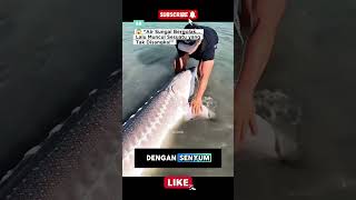 Download lagu 💥 Saat Emosi Berbuah Keajaiban: Pria Ini Menangkap Ikan Raksasa Tak Terduga❗😱#hewanbesar #mancing mp3 Download lagu 💥 Saat Emosi Berbuah Keajaiban: Pria Ini Menangkap Ikan Raksasa Tak Terduga❗😱#hewanbesar #mancing mp3