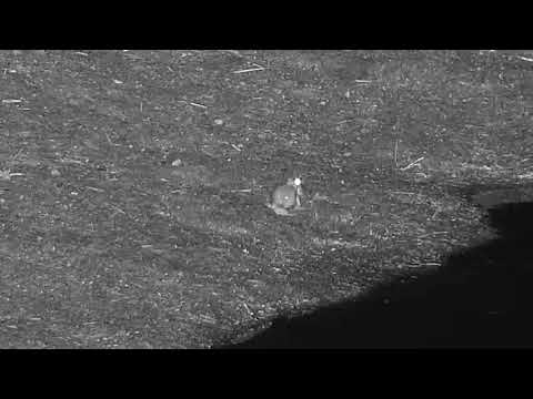 Djuma: Frogs singing away - 22:36 - 11/23/19