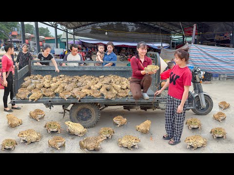 Buy A Lots Of Big Frog From Frog Farmer, Use 3-Wheeled Truck Transport Many Frogs Go To Market Sell