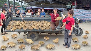 Buy A Lots Of Big Frog From Frog Farmer, Use 3-Wheeled Truck Transport Many Frogs Go To Market Sell