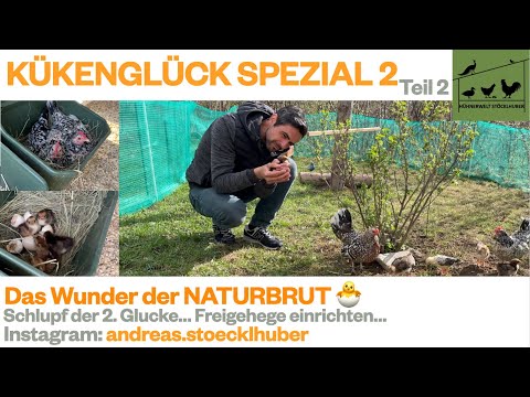 KÜKENGLÜCK Spezial 2 - Die Naturbrut Teil 2 - Viele Probleme, aber auch viele Lösungen 🐣