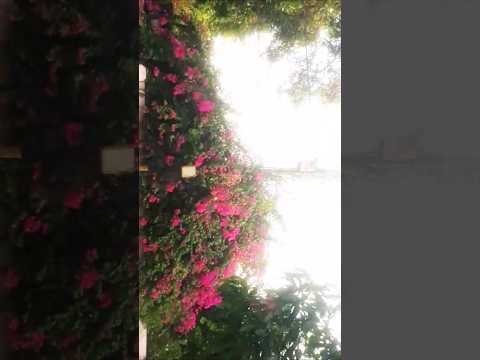 summers like this☺☺🤗💗💗 #music #song #findingher #kushagra #summervibes #trending #gardenflowers #