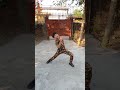 Yeh Desh Mere Tu Jeeta Rahe Dance Cover By Dj Shorts Video Dj Dance Freak