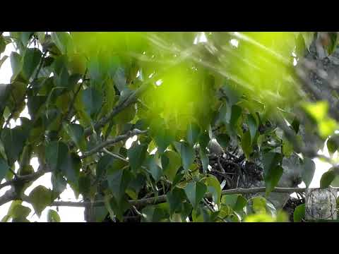 Red tail hawk chicks - first sighting! Beautiful baby red tails!