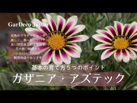 ガザニア 植物