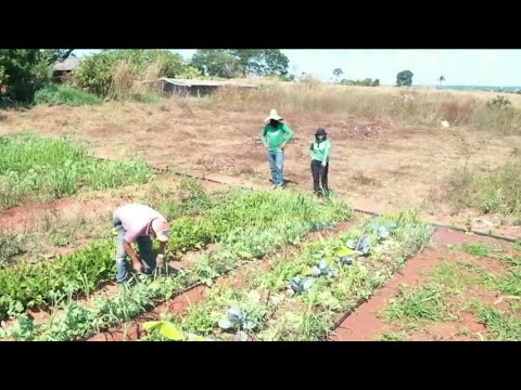 Agricultura sustentável transforma vidas no interior do MT