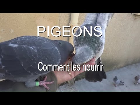 , title : 'Pigeons leurs graines préférées (très étonnant ) LC VIDEO'