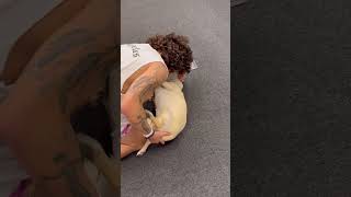 Download lagu Whindersson Nunes brincando com cachorro 🥰 #simonemendes #kakadiniz #whinderssonnunes #whinderson mp3