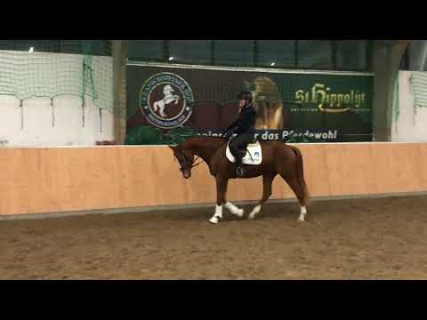 Gelding 2017 by Arezzo VDL x Vancouver x Argentinus