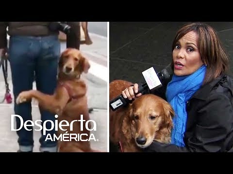 We found 'Louboutina', the dog who gives hugs