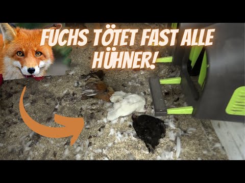 The fox was there - all the chickens are dead!