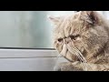 Deník smutné kočky (zrnecx) - Známka: 2, váha: střední