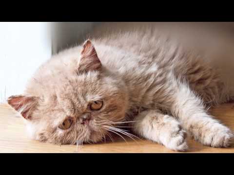 YouTube video about: How does the narrator's wife feel about cats?