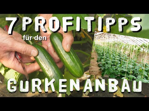 , title : '7 Gurken Anbau Tipps vom Profi'