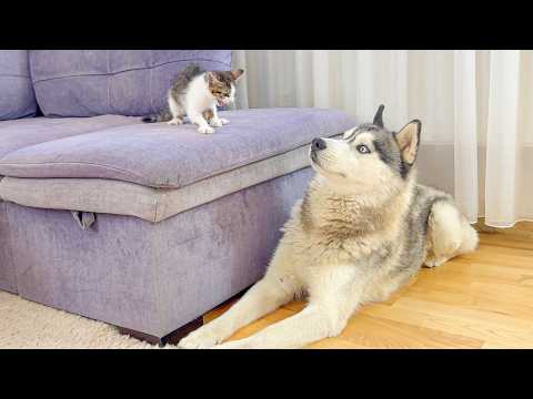YouTube 썸네일