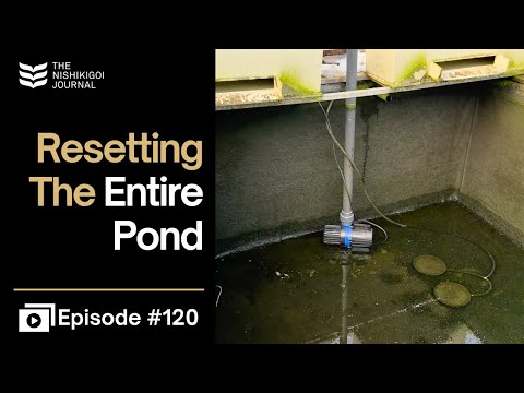 What Really Happens Inside a Working Koi Facility | N.I.J. | Ep #120