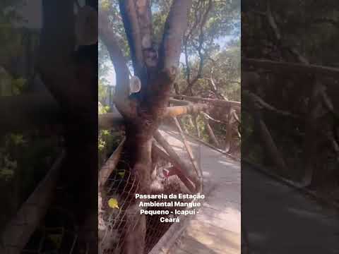 Passarela da Estação Ambiental Mangue Pequeno - Icapuí - Ceará