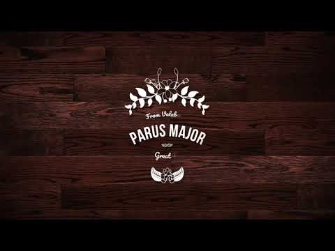 Meet Parus major - the Great Tit