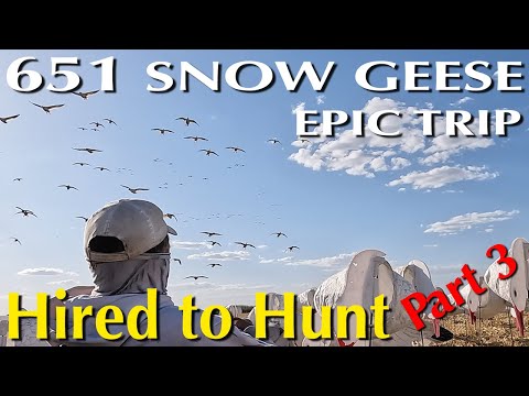 651 Snow Geese in 4 Hunts Part 3 #huntongaro @CabelasHunting @divebombsquad @hevishotammo