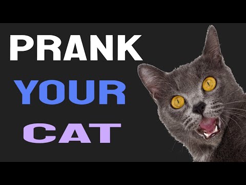 Cat Food Sound To Prank Your Cats